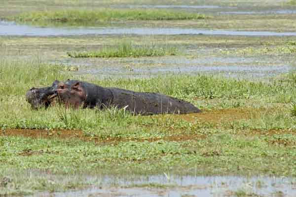 67 - Kenia - Hipopotamo - parque nacional de Amboseli